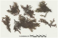 藏品(列胞耳葉蘚)的圖片